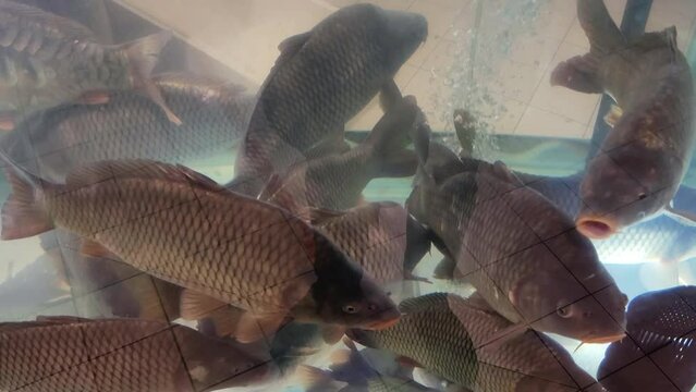 Live carp fish in a supermarket aquarium