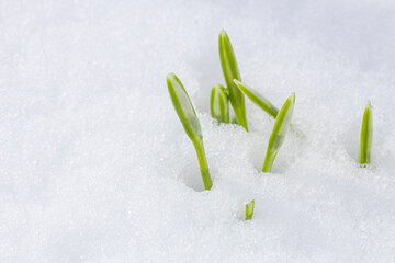 First spring white snowdrops flowers sticking out from the snow. Macro shot.