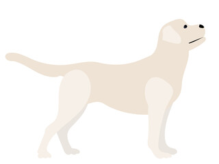 labrador dog flat design isolated on white background