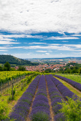 Fototapeta premium South Moravian town of Mikulov with the lavender field in Czech Republic