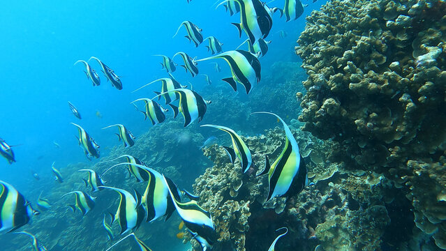 school of Pennant coralfish in colorful tropical coral reef in Surin Island national park, Phang nga, Thailand.