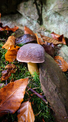 Maronenröhrling im Laub