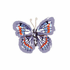 butterfly isolated on white