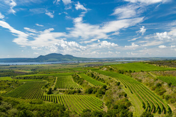 Vineyards near Nove Mlyny reservoir with Palava in Southern Moravia, Czech Republic