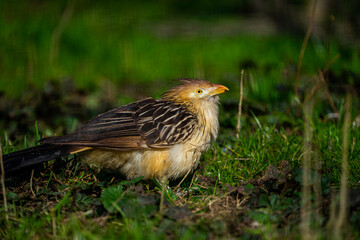 portrait of a cute little bird