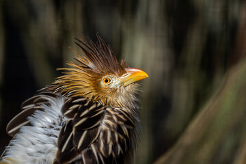 portrait of a cute little bird