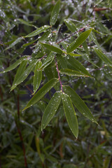 Bamboo stems in the rain