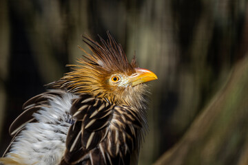 portrait of a cute little bird