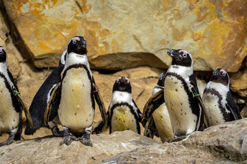 very cute penguin family portrait  © vartzbed