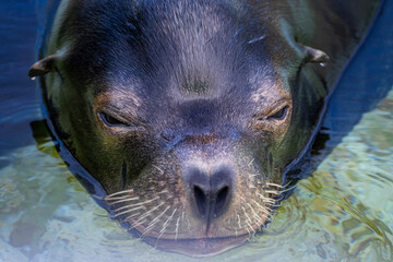 portrait of a cute seal 