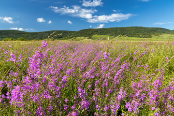 Blooming meadow in Tokaj region, Northern Hungary