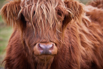 Close up portrait of Scottish alpine cow from the highlands, on farm in Ireland, Co.Donegal