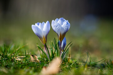 Crocus flower in spring time 