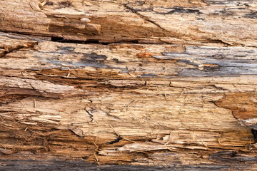 Tree trunk stripped of bark background or texture