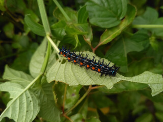 Doleschallia bisaltide, the autumn leaf, is a nymphalid butterfly found in South Asia, Southeast Asia, and Australasia. In Australia it is also known as the leafwing.