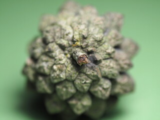 Close-up of a pine cone on a green background. Ecological and environmental problems. Forest protection