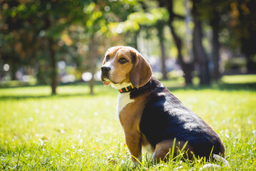 Portrait of cute beagle dog at the park.