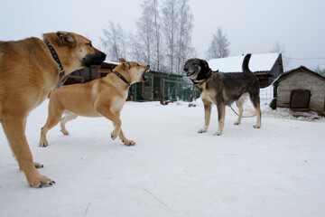 One dog barks at another