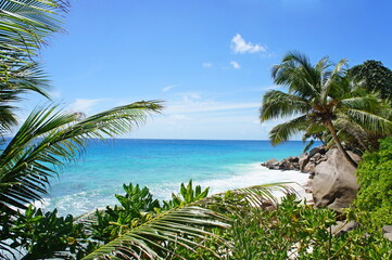 Fototapeta na wymiar Beautiful palm beach on tropical Seychelles island. White sand beach with trees on shore Indian ocean. Paradise secluded beach at summer season.