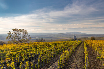 Autumn vineyard near Velke Bilovice, Southern Moravia, Czech Republic
