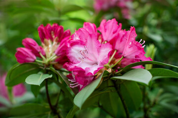 różowy rhododendron - obrazy, fototapety, plakaty