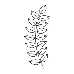 Laurel branch with leaves. Floral sign decoration book text. Field herbs. Linear sketch of a garden plant. Hand drawn vector illustration in doodle style. Elegant isolated element.