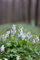 Hollow smokestack (Corydalis cava), spring forest, Southern Moravia, Czech Republic