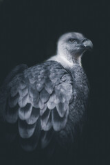 Portrait of a griffon vulture bird Dark and dramatic style image