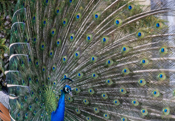 Obraz premium Closeup Image of a peacock dancing with its open feathers