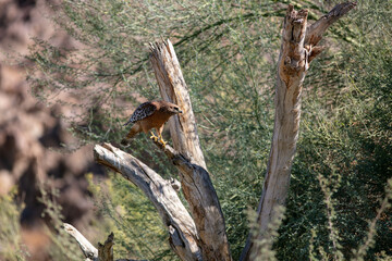 A Red Shouldered Hawn Perched on a Tree looking a a Raven that is Harassing it