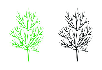 A sprig of dill, greens for the kitchen table