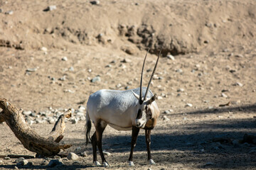 Obraz premium The Gemsbok, Gemsbuck or South African Oryx 