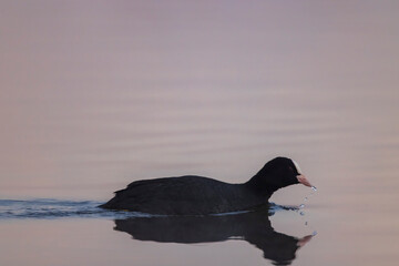 Black coot (Fulica atra, Fulica prior), Southern Bohemia, Czech Republic