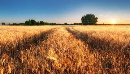 Golden wheat field landscape sunset