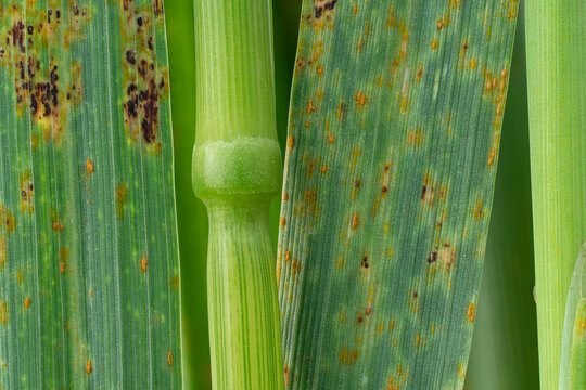 Wheat leaf rust