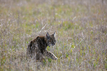 A Bobcat Hunting in Tall Dry Grass