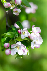 Close-up of a flowering apple tree branch with white and pink flowers