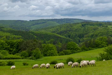 Fotobehang Lentelandschap met witte schapen in Witte Karpaten, Tsjechië © Richard Semik