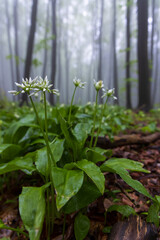 bears garlic, spring beech forest in White Carpathians, Southern Moravia, Czech Republic