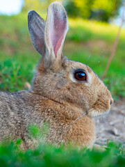 Fototapeta premium Close-up portrait of a cute little rabbit. Selective focus, pet, vertical photo