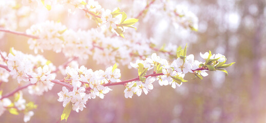 Cherry branch tree in bloom in spring. Blooming cherry on blurred background. Spring banner or backdrop with springtime blooms. Beautiful nature scene with a blossoming tree.