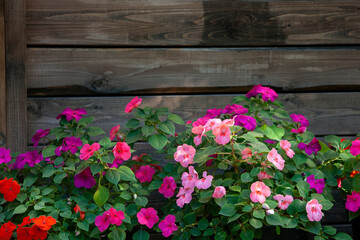 Fototapeta na wymiar Bright pink, red and magenta impatiens against a dark wooden wall.