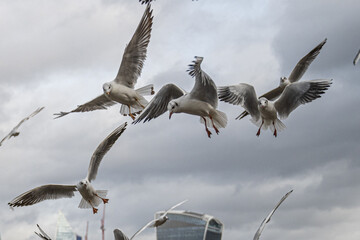 Seagulls flying over river Thames close to camera - obrazy, fototapety, plakaty