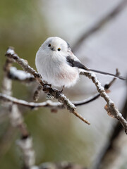 Long-tailed tit