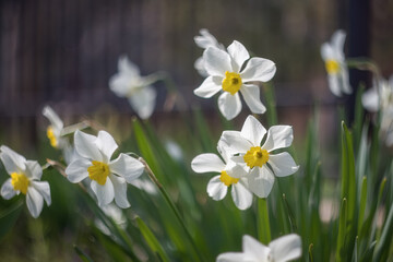 Spring flowers. White daffodils (narcissus) with a yellow middle close-up on a blurry background with a place to copy the text.