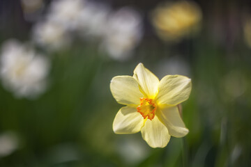 Spring flowers. Yellow daffodils (narcissus) with a yellow middle close-up on a blurry background with a place to copy the text.