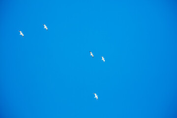 A Flock of Sea Gulls Flying High in the Sky