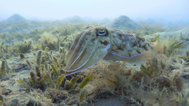 Swimming cuttlefish underwater, close up