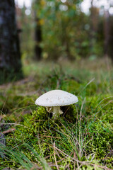 Muchomor sromotnikowy, trujące grzyby niejadalne