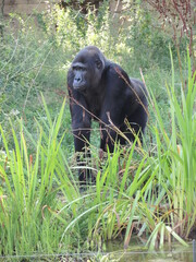 Obraz na płótnie Canvas Gorilla in der Wildnis